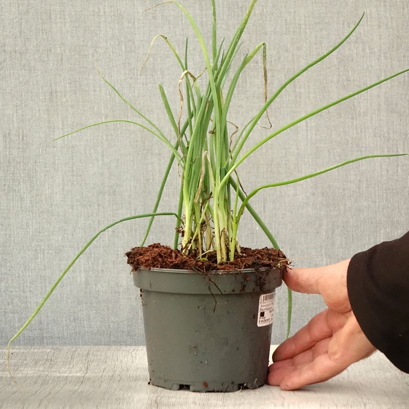 Spécimen de Ciboule ou Cive - Allium fistulosum Pot de 1,5L/2L tel que livré en automne
