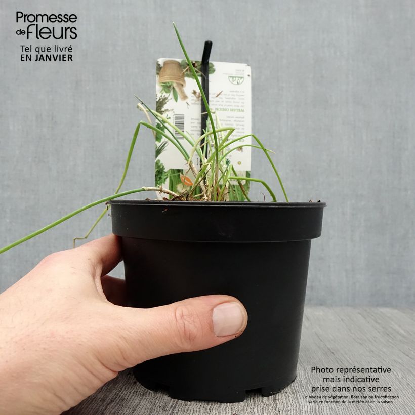 Spécimen de Ciboule ou Cive - Allium fistulosum Pot de 1,5L/2L tel que livré en hiver