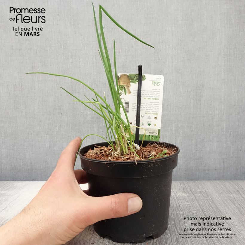 Amostra de Cebolinha / cebolinha-verde Vaso de 1,5 L/2 L tal como entregue na primavera