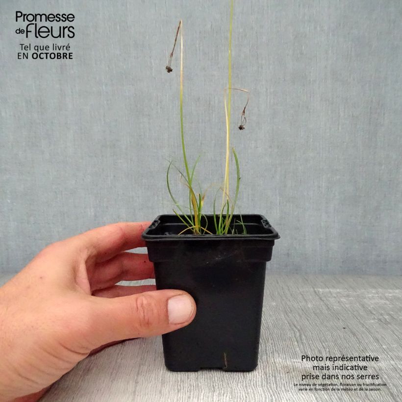 Spécimen de Ciboulette de Chine - Allium tuberosum Godet de 7/8 cm tel que livré en automne