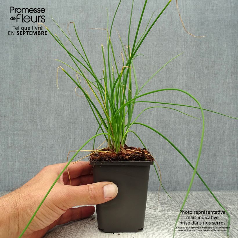 Spécimen de Ciboulette Rising Star - Allium schoenoprasum Godet de 8/9 cm tel que livré en automne
