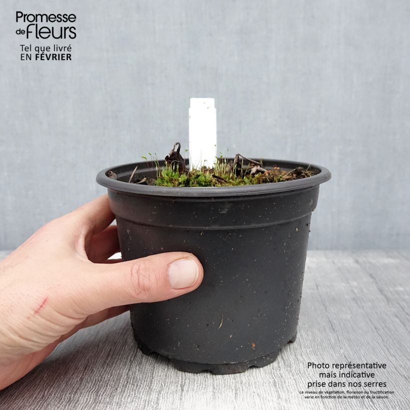 Spécimen de Cierge d'argent - Cimicifuga, Actaea simplex Atropurpurea Pot de 2L/3L tel que livré en hiver