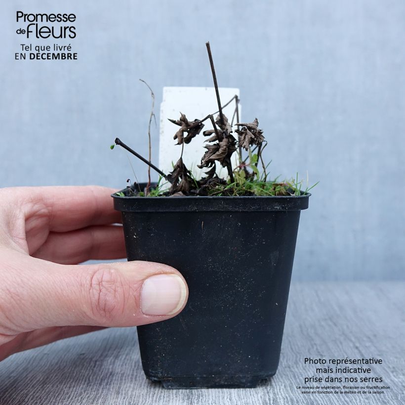 Spécimen de Cierge d'argent - Cimicifuga, Actaea simplex Chocoholic Godet de 8/9 cm tel que livré en automne