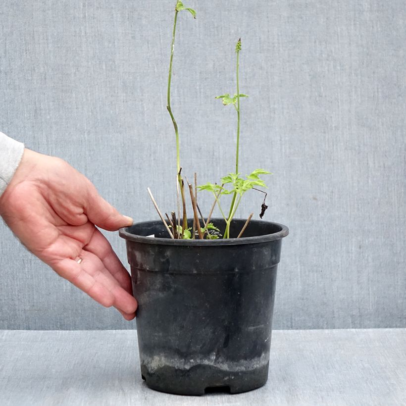 Spécimen de Cierge d'argent - Cimicifuga, Actaea simplex Chocoholic Pot de 2L/3L tel que livré en automne