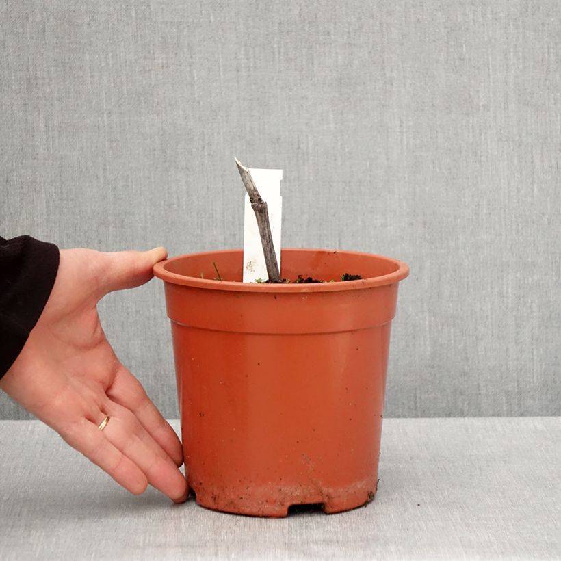 Spécimen de Cierge d'argent - Cimicifuga, Actaea simplex Chocoholic Pot de 2L/3L tel que livré au printemps