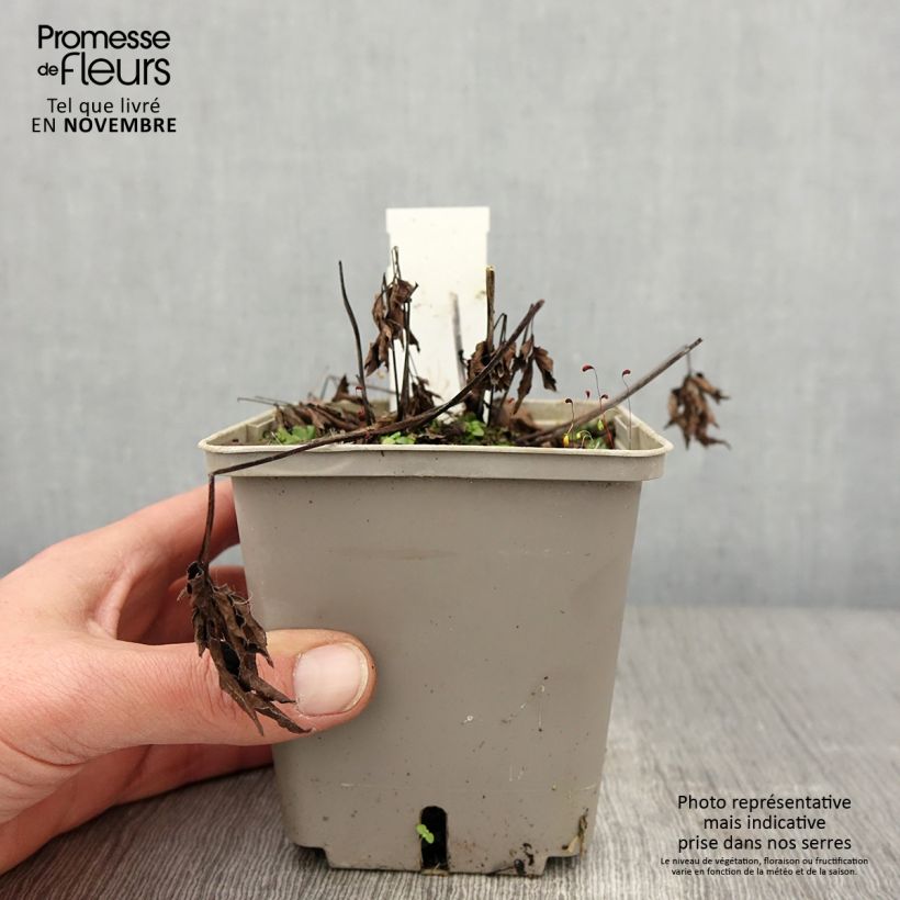Spécimen de Cierge d'argent, Cimicifuga Black Negligee Pot de 1L/1,5L tel que livré en automne