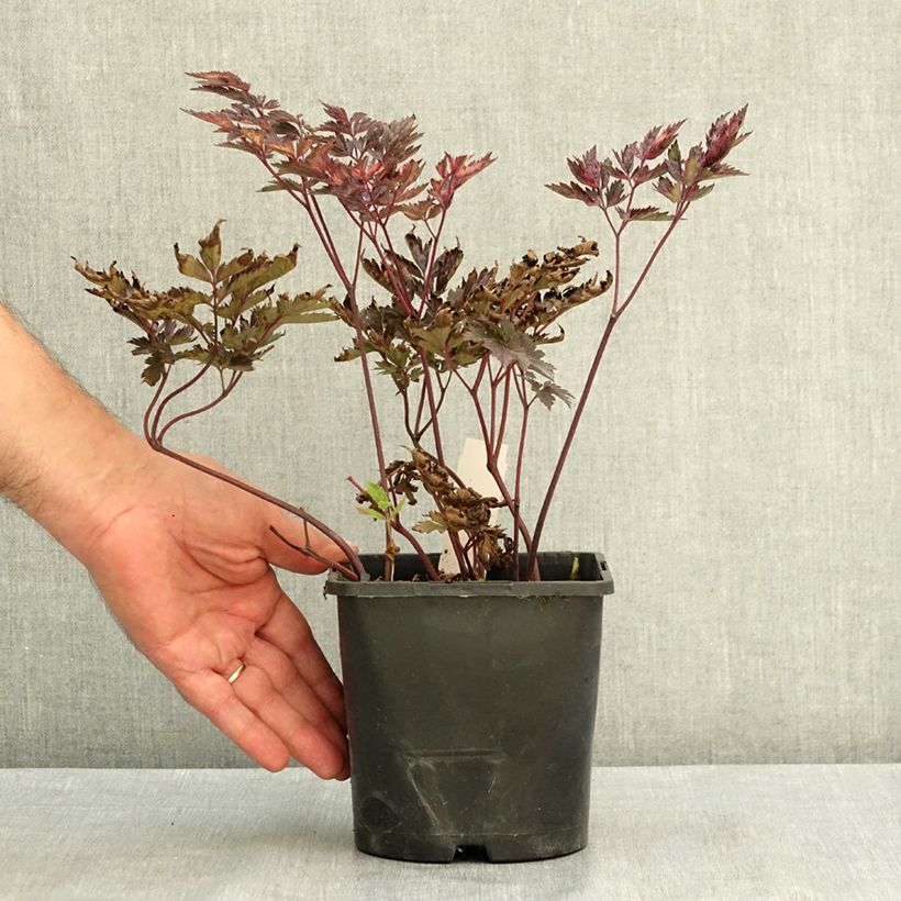 Spécimen de Cierge d'argent, Cimicifuga simplex Pink Spike Pot de 2L/3L tel que livré en été