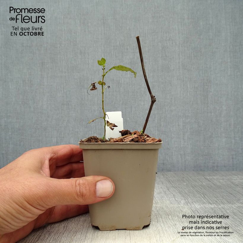 Spécimen de Cimicifuga Carbonella - Actaea simplex Godet de 8/9 cm tel que livré en automne
