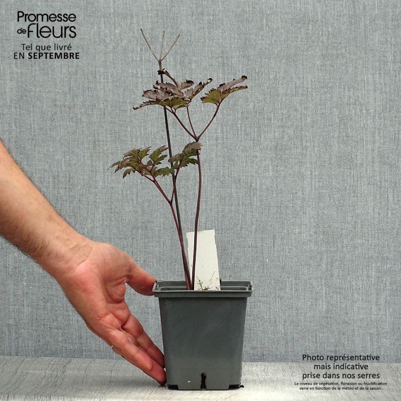 Spécimen de Cimicifuga Carbonella - Actaea simplex Pot de 1L/1,5L tel que livré en automne
