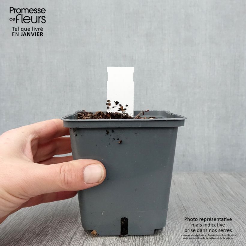 Spécimen de Cimicifuga Carbonella - Actaea simplex Pot de 1L/1,5L tel que livré en hiver