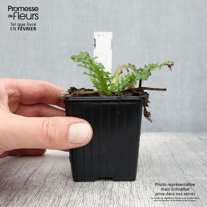 Spécimen de Cirsium japonicum Rose Beauty - Cirse du Japon Godet de 8/9 cm tel que livré en hiver