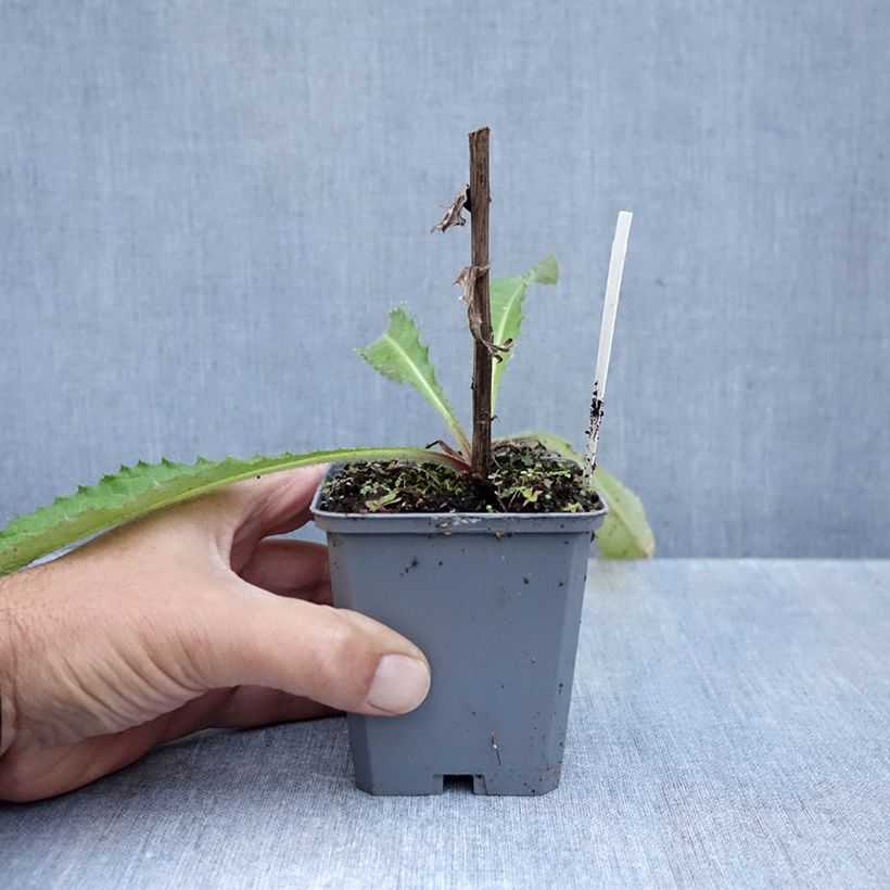 Spécimen de Cirsium rivulare Trevors Blue Wonder - Cirse des rives Godet de 8/9 cm tel que livré en automne