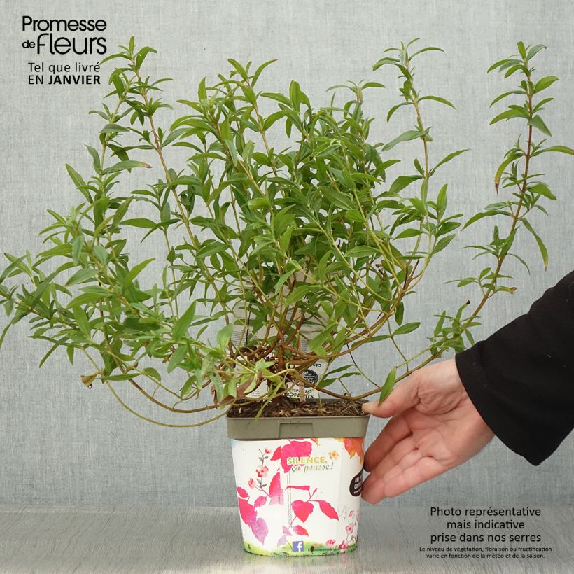 Spécimen de Ciste du Portugal - Cistus x lusitanicus Decumbens Pot de 2L/3L tel que livré en hiver