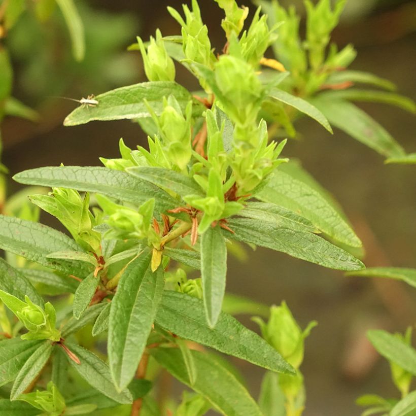Ciste du Portugal - Cistus x lusitanicus Decumbens (Feuillage)