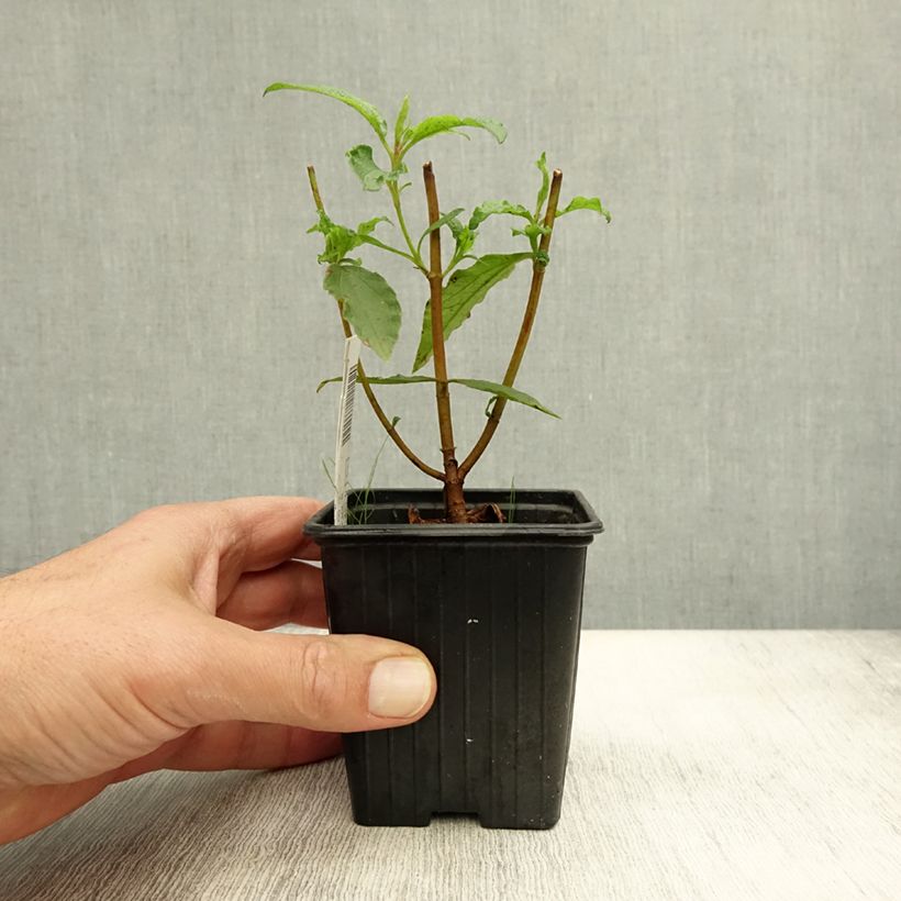 Spécimen de Cistus aguilarii Maculatus - Ciste hybride Godet de 8/9 cm tel que livré en automne