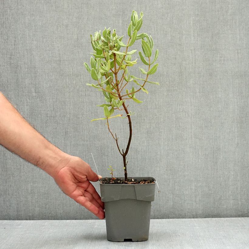 Spécimen de Cistus albidus - Ciste cotonneux Pot de 2L/3L tel que livré en été