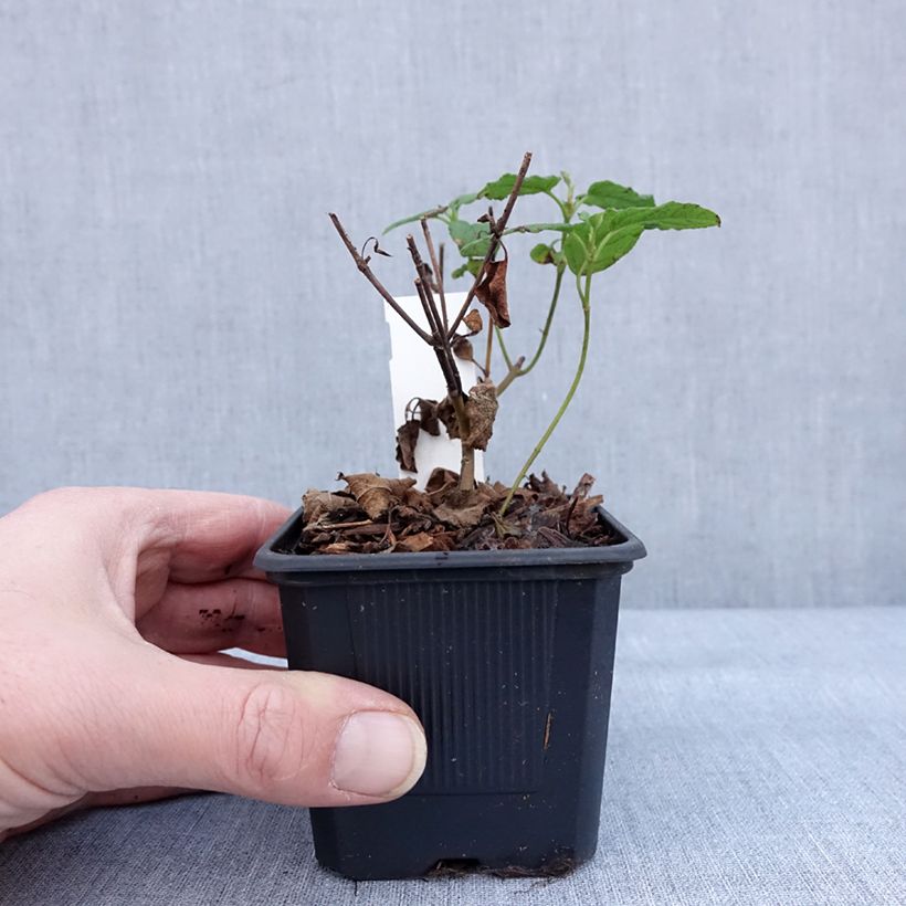 Spécimen de Cistus corbariensis - Ciste des Corbières Godet de 8/9 cm tel que livré en hiver