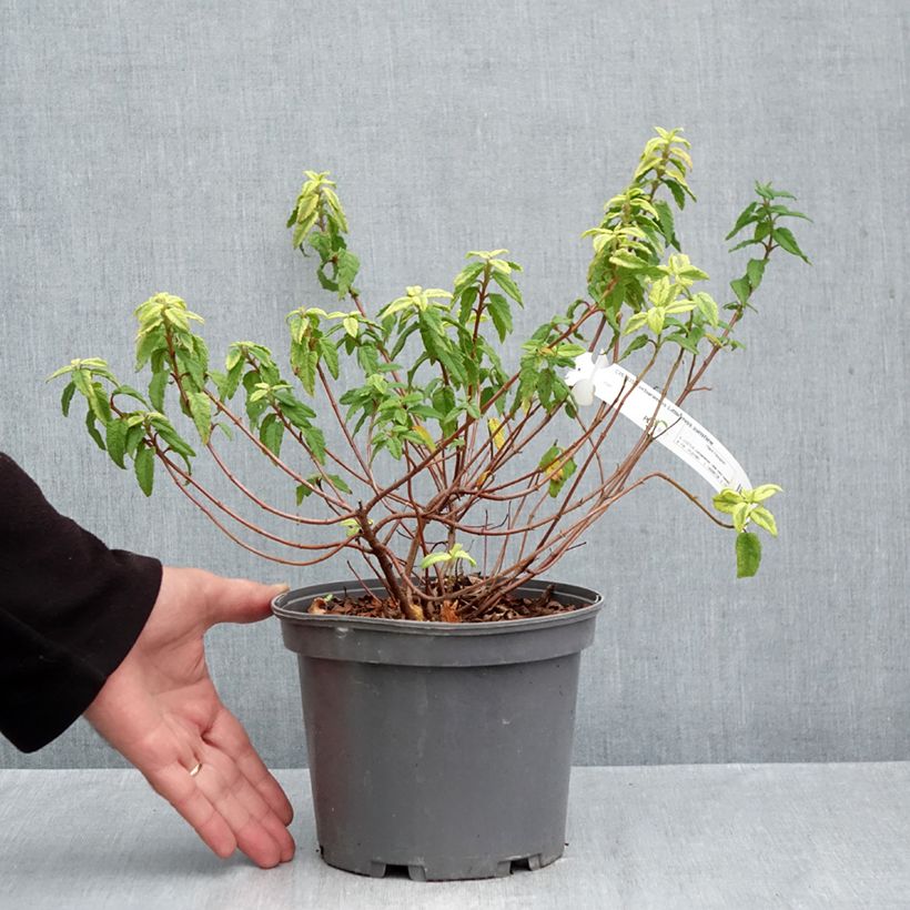 Spécimen de Cistus corbariensis Little Miss Sunshine - Ciste des Corbières Pot de 3L/4L tel que livré en automne