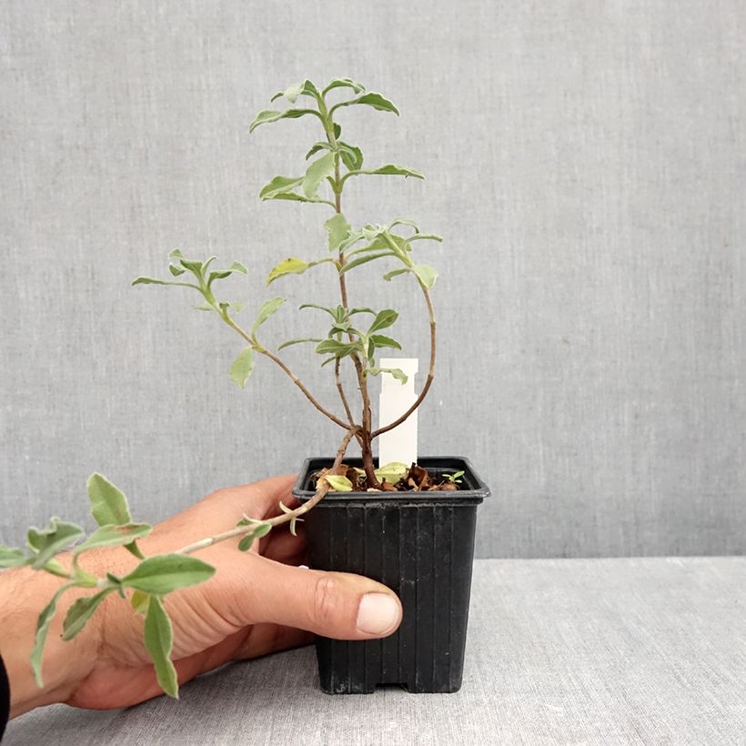 Spécimen de Cistus Grayswood Pink - Ciste hybride Godet de 8/9 cm tel que livré en automne