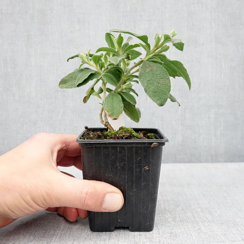 Spécimen de Cistus Grayswood Pink - Ciste hybride Godet de 8/9 cm tel que livré au printemps