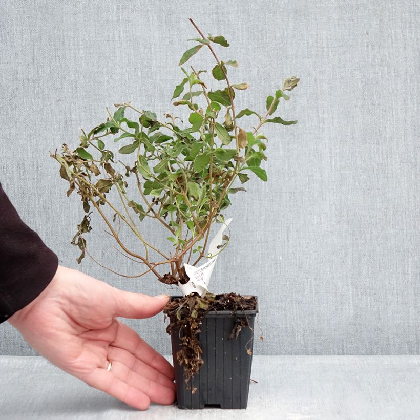 Spécimen de Cistus monspeliensis - Ciste de Montpellier Godet de 8/9 cm tel que livré en hiver