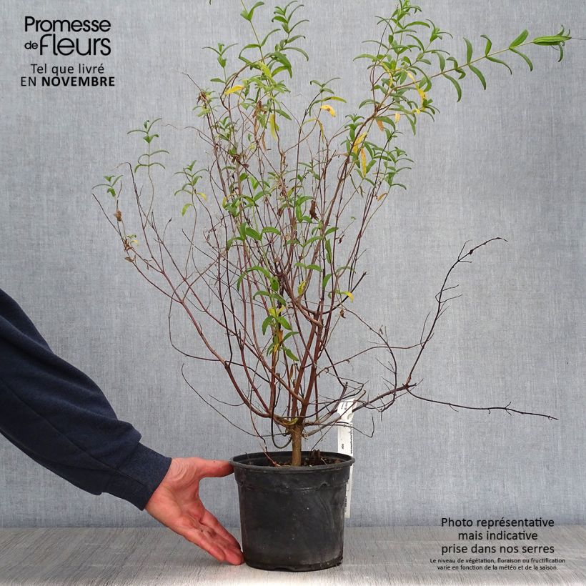 Spécimen de Cistus monspeliensis - Ciste de Montpellier Pot de 2L/3L tel que livré en automne