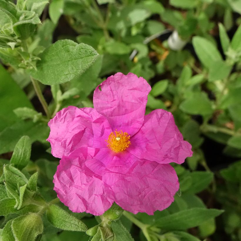 Cistus pulverulentus Sunset - Ciste pulvérulent (Floraison)