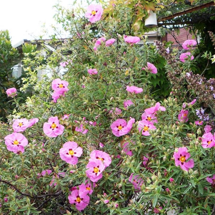 Cistus purpureus - Bonte cistus (Groeiplaats)