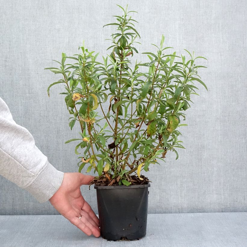 Cistus purpureus Betty Taudevin - Rockrose 2L/3L pot sample as delivered in spring