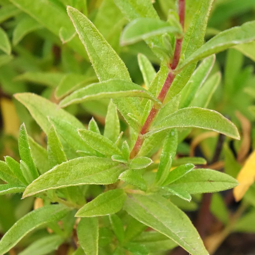Cistus x dansereaui Jenkyn Place - Ciste hybride (Feuillage)