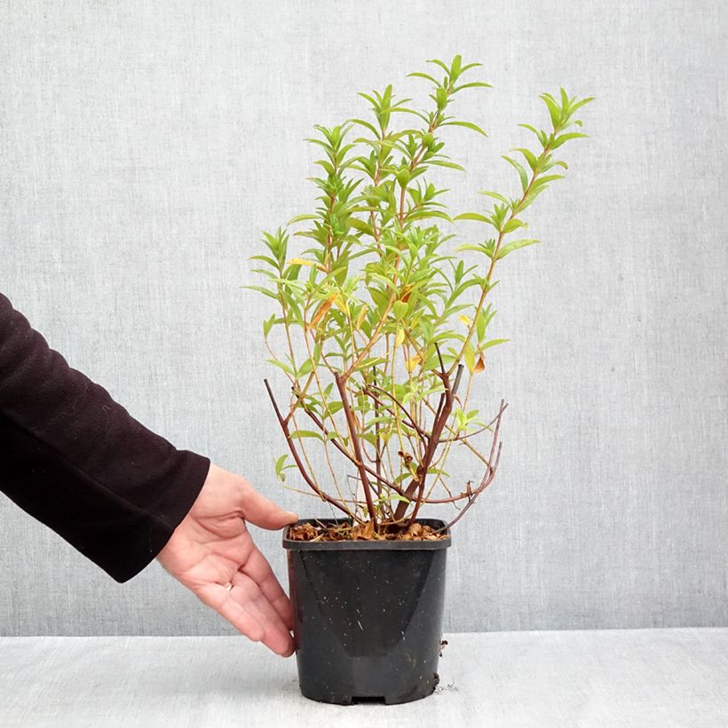 Spécimen de Cistus x dansereaui Jenkyn Place - Ciste hybride Pot de 1,5L/2L tel que livré en automne