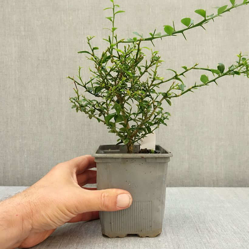 Spécimen de Citron Caviar Rose - Microcitrus australasica Rose Godet de 8/9 cm, Buisson tel que livré en été