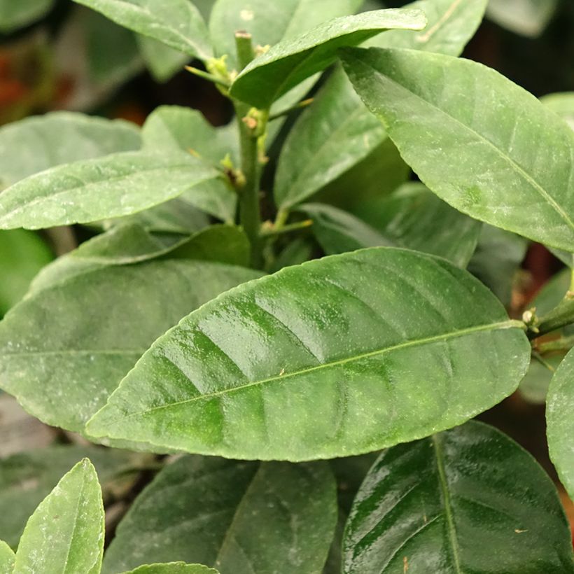 Citron rouge - Citrus Volkameriana ou Rangpur (Feuillage)