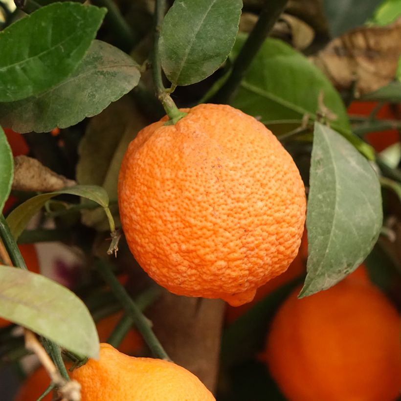 Citron vert Red Lime - Citrus aurantifolia (Récolte)