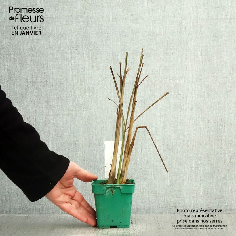 Spécimen de Citronnelle de Madagascar - Cymbopogon citratus en plants Pot de 1L/1,5L tel que livré en hiver