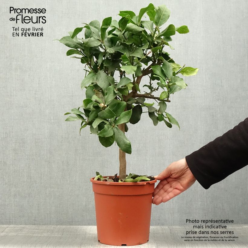 Spécimen de Citronnier - Citrus limon Femminello Incappucciato Pot de 4L/5L, 1/4 de tige tel que livré en hiver