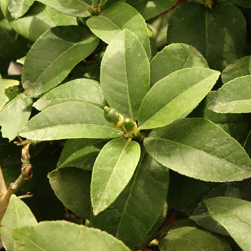 Citronnier - Citrus limon Lemox (Feuillage)