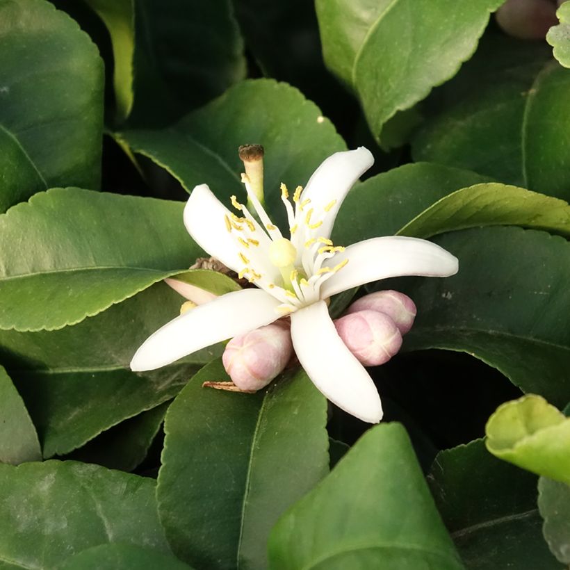 Citronnier - Citrus limon Lemox (Floraison)