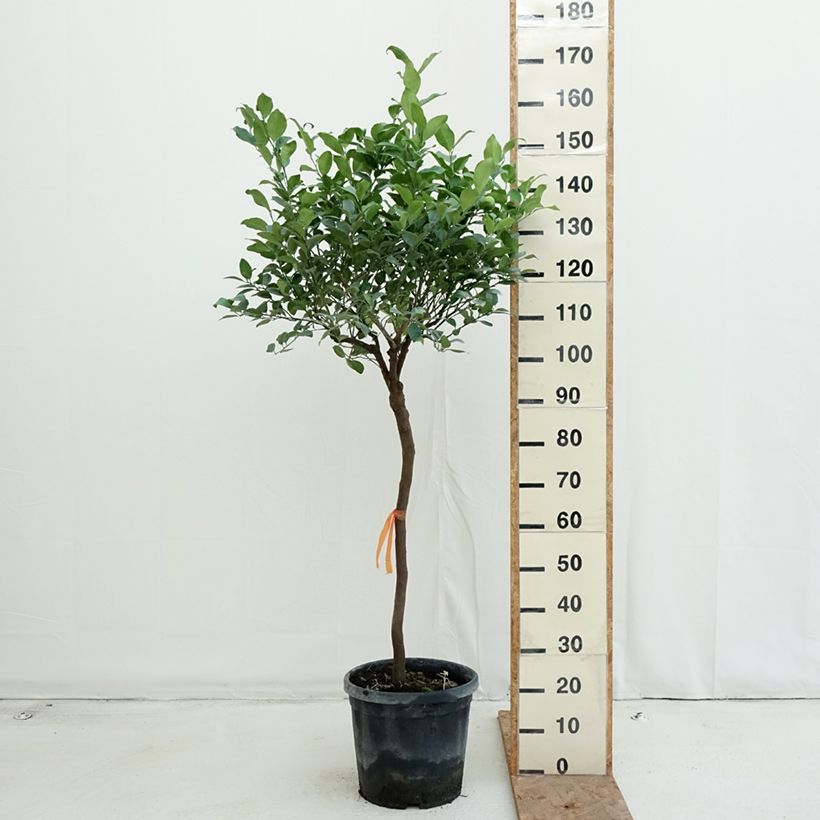 Spécimen de Citronnier doux - Citrus limetta Pursha Pot de 18L/20L, Demi-Tige, Tige de 90 cm 8/10 tel que livré en automne