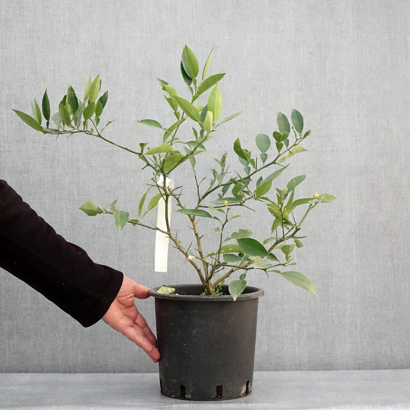 Spécimen de Citrus ichangensis - Ichang Papeda  Pot de 3L/4L, Touffe tel que livré en hiver