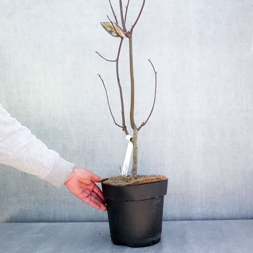 Spécimen de Cladrastis kentukea - Virgilier à bois jaune Pot de 6L/7L tel que livré au printemps