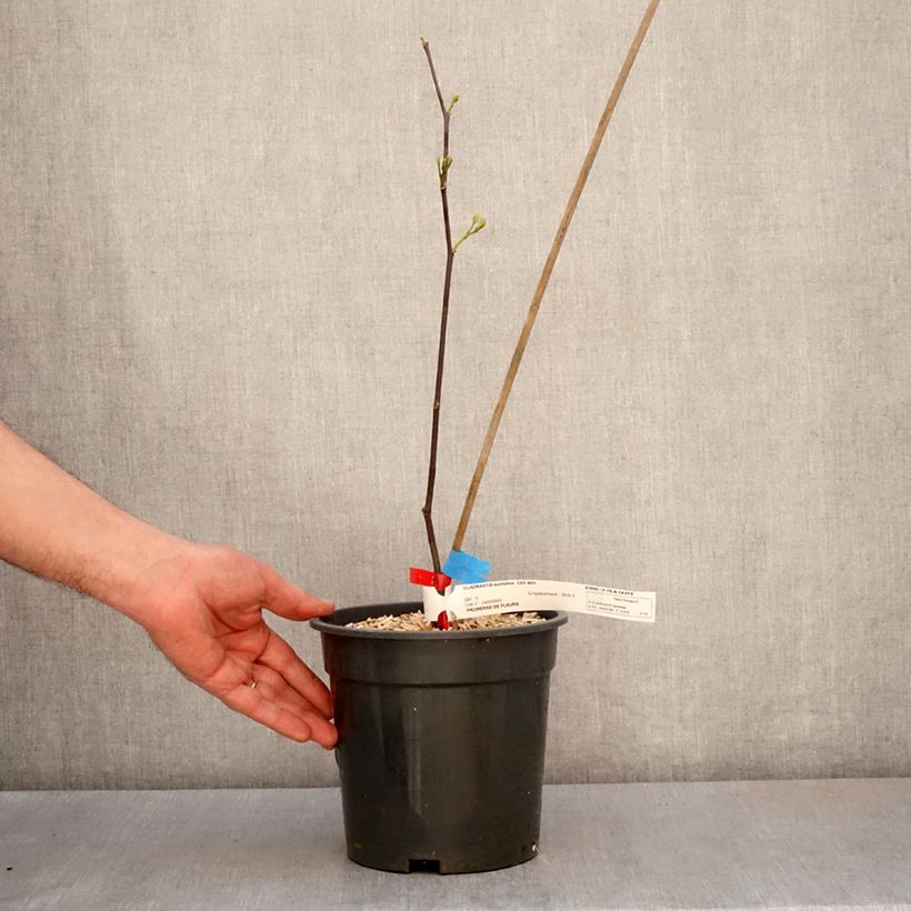 Spécimen de Cladrastis kentukea - Virgilier à bois jaune Pot de 3L/4L tel que livré au printemps