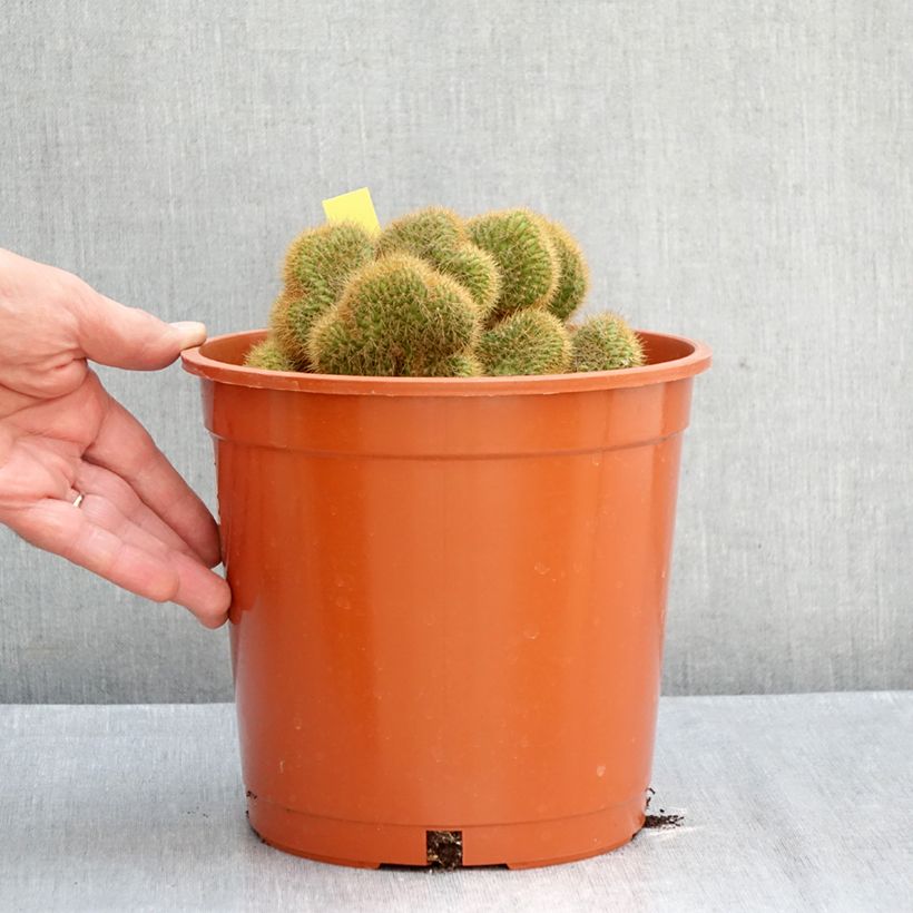 Spécimen de Cleistocactus winteri f. cristata - Queue de rat dorée Pot de 4L/5L, 16/18 diamètre tel que livré en automne