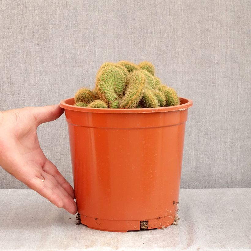 Spécimen de Cleistocactus winteri f. cristata - Queue de rat dorée Pot de 4L/5L, 16/18 diamètre tel que livré en été