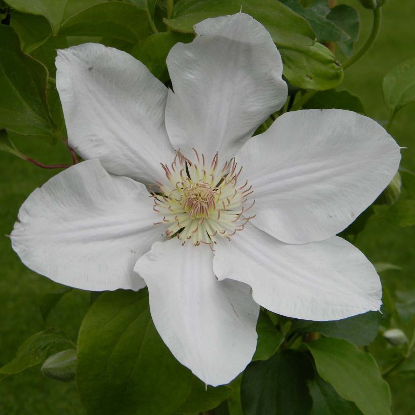 Clématite - Clematis Chantilly (Floraison)