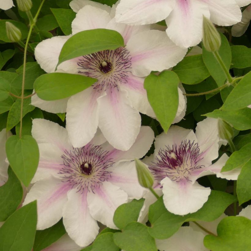 Clématite - Clematis Countess of Wessex (Floraison)