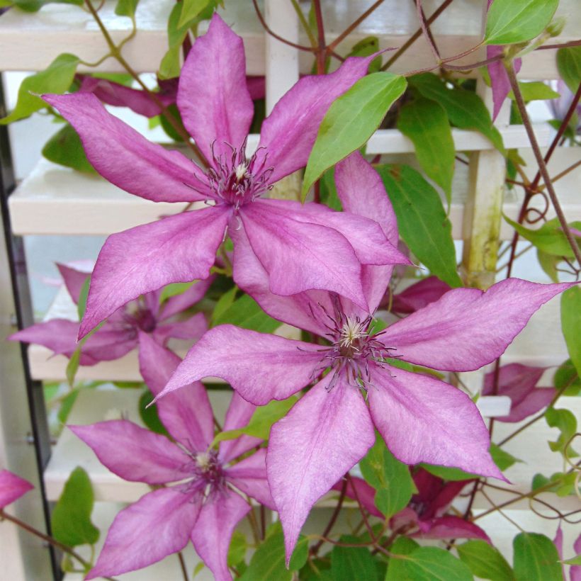 Clématite - Clematis Giselle (Floraison)