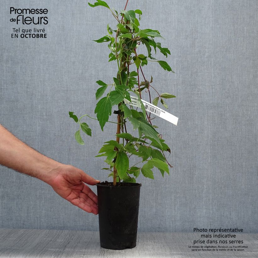 Spécimen de Clématite - Clematis montana Pink Perfection Pot de 1,5L/2L tel que livré en automne