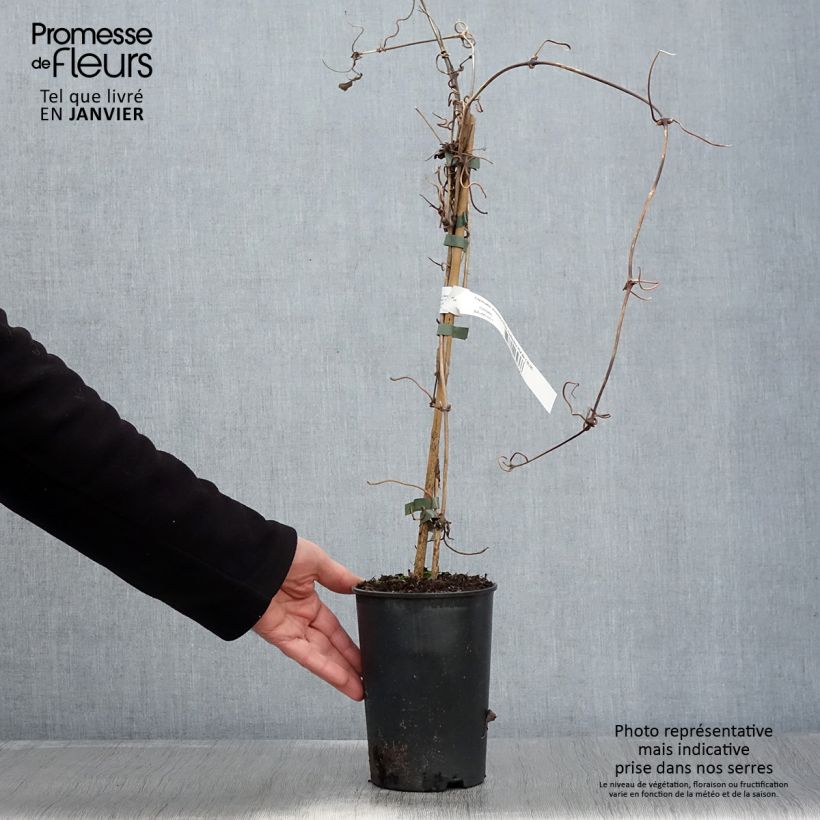 Spécimen de Clématite - Clematis montana Pink Perfection Pot de 1,5L/2L tel que livré en hiver