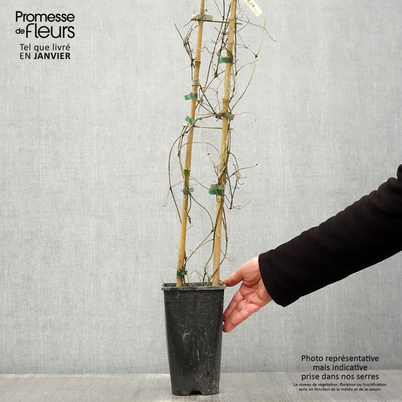 Spécimen de Clématite Bee's Jubilée Pot de 2L/3L tel que livré en hiver